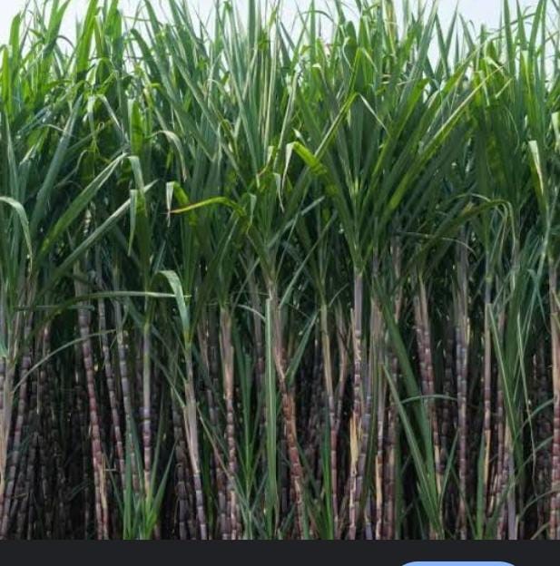 ಕಬ್ಬು ಬೆಳೆಯಲು ಸೂಕ್ತ ಸಲಹೆಗಳು